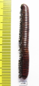 Myriapoda sp.  South Africa Rep. - INSECTS-STORE.RU