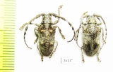 Cerambycidae sp.  South Africa Rep. - INSECTS-STORE.RU