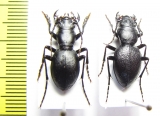 Omus californicus lecontei, pair  USA - INSECTS-STORE.RU