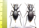 Omus cazieri, pair  USA - INSECTS-STORE.RU