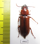 Parandrinae sp.  Colombia - INSECTS-STORE.RU