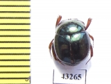 Scarabaeinae sp.  French Guiana - INSECTS-STORE.RU