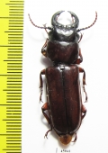 Parandrinae sp.  Colombia 45mm - INSECTS-STORE.RU