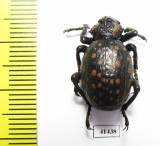 Brachycerus sp.  Zambia - INSECTS-STORE.RU