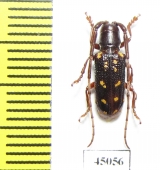 Paragnia fulvomaculata  Laos - INSECTS-STORE.RU