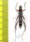 Sclethrus stenocylindrus  Laos - INSECTS-STORE.RU