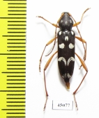 Isotomus speciosus  Russia, Krasnodar reg. - INSECTS-STORE.RU