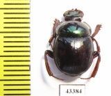 Scarabaeinae sp.  French Guiana - INSECTS-STORE.RU