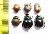 Scarabaeinae sp.  French Guiana - INSECTS-STORE.RU