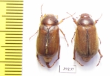 Amphimallon majale, pair  Spain - INSECTS-STORE.RU