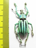 Eupholus cuvieri  Indonesia, Papua - INSECTS-STORE.RU