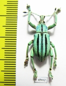 Eupholus cuvieri  Indonesia, Papua - INSECTS-STORE.RU