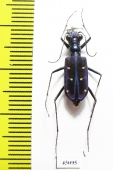 Thopeutica hirofumii  Indonesia, Sulawesi - INSECTS-STORE.RU