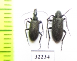 Meloidae sp.  South Africa Rep. - INSECTS-STORE.RU