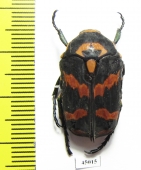 Sternoplus schaumii  Indonesia, Sulawesi - INSECTS-STORE.RU