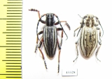 Dorcadion suvorovi taldykurganum, pair  Kazakhstan - INSECTS-STORE.RU