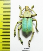 Eupholus bruyni  Indonesia, Papua - INSECTS-STORE.RU