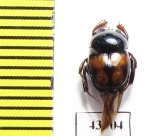 Scarabaeinae sp.  French Guiana - INSECTS-STORE.RU