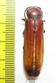Diploschema sp.  Peru - INSECTS-STORE.RU
