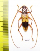 Phoracantha recurva  Spain - INSECTS-STORE.RU