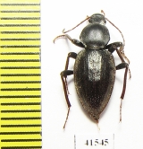 Tenebrionidae sp.  South Africa Rep. - INSECTS-STORE.RU