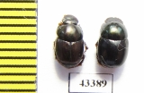 Scarabaeinae sp.  French Guiana - INSECTS-STORE.RU