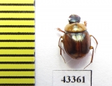 Scarabaeinae sp.  French Guiana - INSECTS-STORE.RU