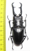 Prosopocoilus giraffa giraffa  Malaysia 96mm - INSECTS-STORE.RU