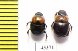 Scarabaeinae sp.  French Guiana - INSECTS-STORE.RU