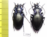 Carabus (Oreocarabus) amplipennis, pair  Spain - INSECTS-STORE.RU