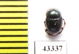 Scarabaeinae sp.  French Guiana - INSECTS-STORE.RU