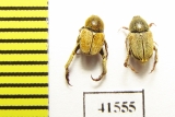 Hopliini sp., pair  South Africa Rep. - INSECTS-STORE.RU