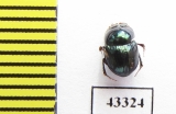 Scarabaeinae sp.  French Guiana - INSECTS-STORE.RU
