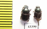 Scarabaeinae sp.  French Guiana - INSECTS-STORE.RU
