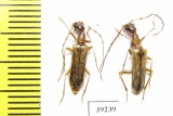 Vesperus serranoi  Portugal - INSECTS-STORE.RU