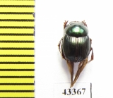 Scarabaeinae sp.  French Guiana - INSECTS-STORE.RU