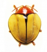 Chrysomelidae - INSECTS-STORE.RU