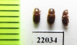 Aphodiinae sp.  Zambia - INSECTS-STORE.RU