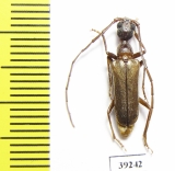 Vesperus lucasi  Spain - INSECTS-STORE.RU