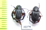 Hopliini sp.  South Africa Rep. - INSECTS-STORE.RU