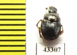 Scarabaeinae sp.  French Guiana - INSECTS-STORE.RU