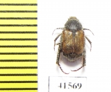 Hopliini sp.  South Africa Rep. - INSECTS-STORE.RU
