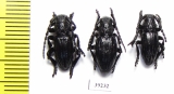 Iberodorcadion brannani, pair  Spain - INSECTS-STORE.RU