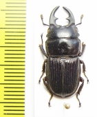 Aegus philippinensis  Philippines - INSECTS-STORE.RU