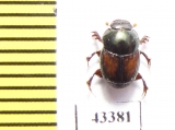Scarabaeinae sp.  Peru - INSECTS-STORE.RU