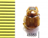 Scarabaeinae sp.  Peru - INSECTS-STORE.RU