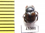 Scarabaeinae sp.  Peru - INSECTS-STORE.RU