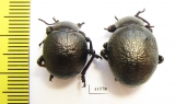 Timarcha sp., pair  Morocco - INSECTS-STORE.RU