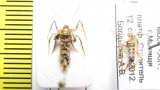 Operophtera brumata  Russia, Moscow reg. - INSECTS-STORE.RU