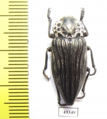 Capnodis parumstriata  Tajikistan - INSECTS-STORE.RU